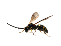 Argogorytes mystaceus