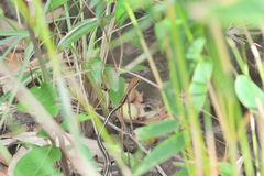 Chironius flavolineatus