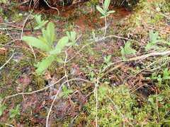 Lonicera villosa