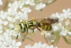 Philanthus multimaculatus