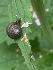 Trochulus striolatus