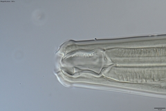 Prionchulus