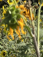 Anthophora californica