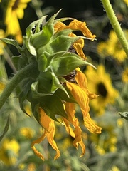 Anthophora californica