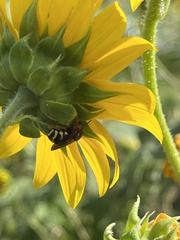 Anthophora californica