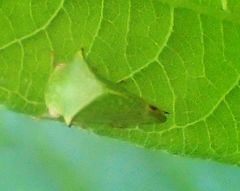 Stictocephala militaris