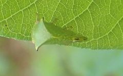 Stictocephala militaris