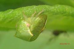 Stictocephala militaris