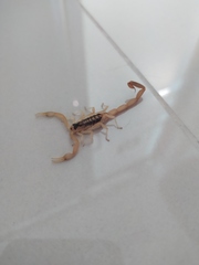 Centruroides vittatus