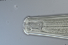 Prionchulus
