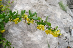 Berberis hispanica