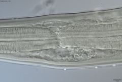 Prionchulus