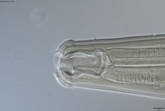 Prionchulus