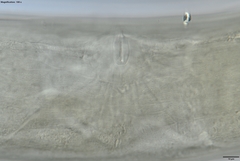 Prionchulus