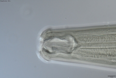Prionchulus