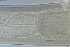 Prionchulus