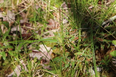 Carex bullata