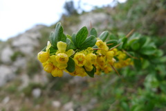 Berberis hispanica