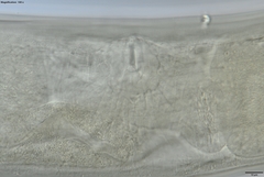 Prionchulus
