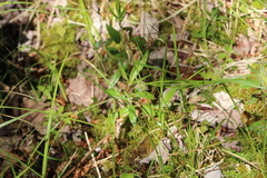 Carex bullata