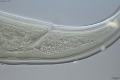 Prionchulus
