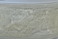 Prionchulus