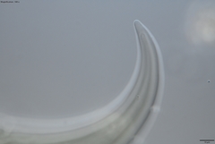 Prionchulus