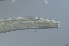 Prionchulus