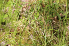 Carex bullata