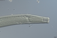 Prionchulus