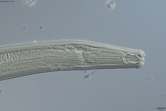 Prionchulus