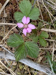 Rubus arcticus