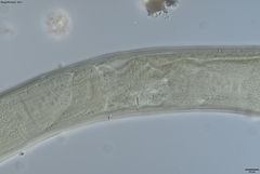 Prionchulus