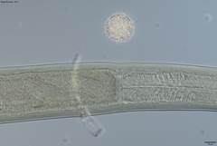 Prionchulus