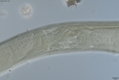 Prionchulus