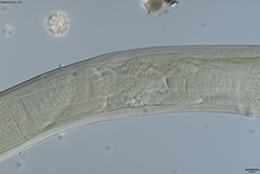 Prionchulus