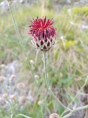 Centaurea calocephala