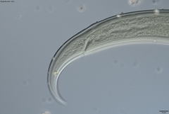Prionchulus