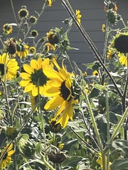 Bombus sonorus