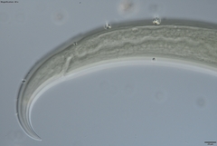 Prionchulus