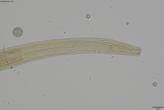 Prionchulus