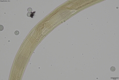 Prionchulus
