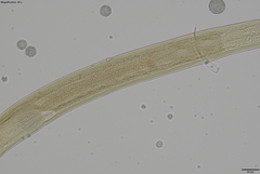 Prionchulus
