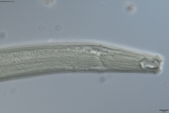 Prionchulus