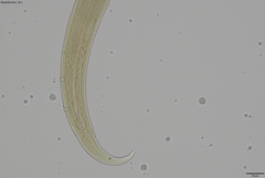 Prionchulus
