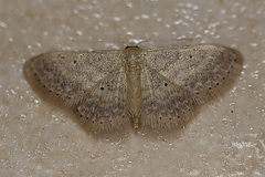 Idaea elaphrodes