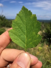 Crataegus intricata