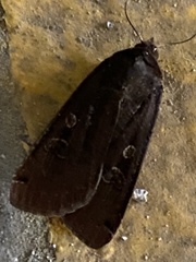 Noctua
