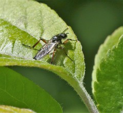 Bibio xanthopus