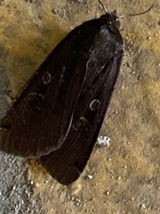 Noctua